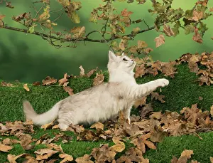 Chasing: Cat