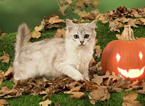 Hallowe En: Cat Tiffanie, Chocolate Silver, with Pumpkins