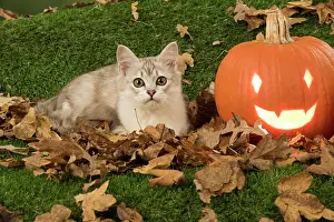 Pumpkins: Cat Tiffanie, Chocolate Silver, with Pumpkins