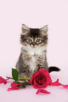 Innocent: Cat - Tiffanie kitten