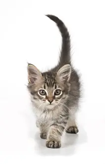 Tiffanie: CAT. Tiffanie Kitten 7 weeks old, ( black mackeral tabby )