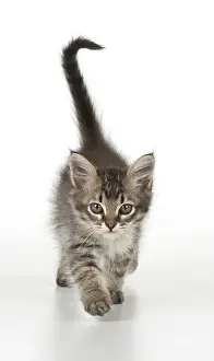 Tiffanie: CAT. Tiffanie Kitten 7 weeks old, ( black mackeral tabby )