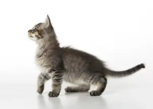 Tiffanie: CAT. Tiffanie Kitten 7 weeks old, ( black mackeral tabby )