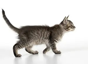 Tiffanie: CAT. Tiffanie Kitten 7 weeks old, ( black mackeral tabby )