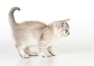 Tiffanie: CAT. Tiffanie kitten 7 weeks old ( chocolate silver )