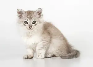 Tiffanie: CAT. Tiffanie kitten 7 weeks old ( chocolate silver )