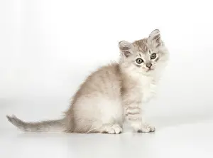 Tiffanie: CAT. Tiffanie kitten 7 weeks old ( chocolate silver )