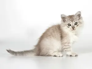 Tiffanie: CAT. Tiffanie kitten 7 weeks old ( chocolate silver )