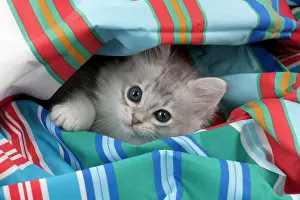 Fabric: CAT Tiffanie kitten (8 weeks old ) on colourful fabric