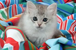 Fabric: CAT Tiffanie kitten (8 weeks old ) on colourful fabric