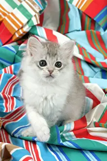 Fabric: CAT Tiffanie kitten (8 weeks old ) on colourful fabric