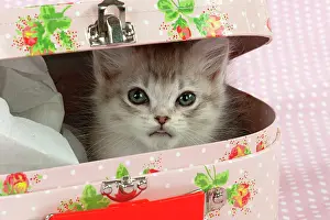 Suitcase: CAT Tiffanie kitten (8 weeks old ) with a pink case