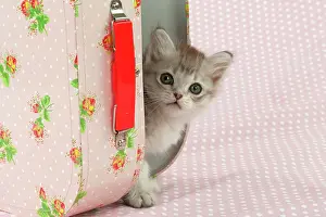 Suitcase: CAT Tiffanie kitten (8 weeks old ) with a pink case