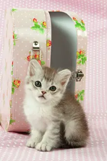 Suitcase: CAT Tiffanie kitten (8 weeks old ) with a pink case