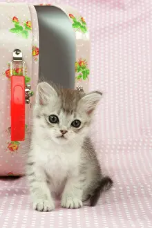 Suitcase: CAT Tiffanie kitten (8 weeks old ) with a pink case