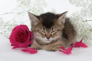 Gypsophilia: CAT - Tiffanie kitten asleep with pink rose surrounded