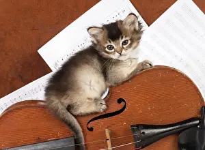 Instruments: CAT. Tiffanie kitten, black shaded (6 weeks old
