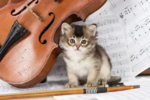 Instruments: CAT. Tiffanie kitten, black shaded (6 weeks old
