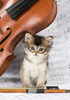 Instruments: CAT. Tiffanie kitten, black shaded (6 weeks old
