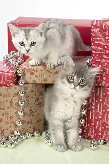 Tiffanie: CAT. Tiffanie kitten( blue shaded ) in Christmas
