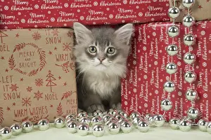 Presents: CAT. Tiffanie kitten( blue shaded ) in Christmas setting