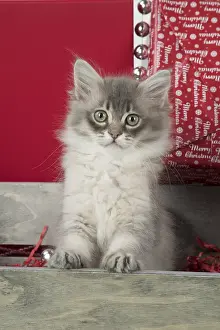 Tray: CAT. Tiffanie kitten( blue shaded ) in Christmas setting