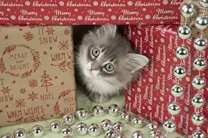Presents: CAT. Tiffanie kitten( blue shaded ) in Christmas setting