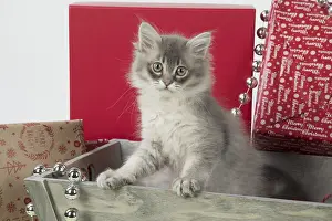Boxes: CAT. Tiffanie kitten( blue shaded ) in Christmas setting