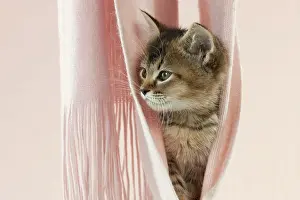 Hammock: CAT - Tiffanie kitten sitting in pink blanket hammock