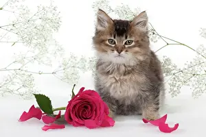 Gypsophilia: CAT - Tiffanie kitten sitting with pink rose surrounded
