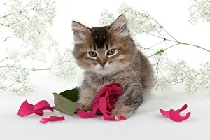 Gypsophilia: CAT - Tiffanie kitten sitting with pink rose surrounded