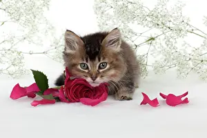 Gypsophilia: CAT - Tiffanie kitten sitting with pink rose surrounded