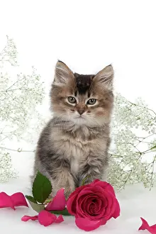 Gypsophilia: CAT - Tiffanie kitten sitting with pink rose surrounded