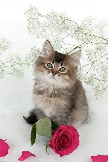 Gypsophilia: CAT - Tiffanie kitten sitting with pink rose surrounded