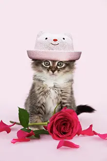220719: CAT - Tiffanie kitten sitting with pink rose wearing hat