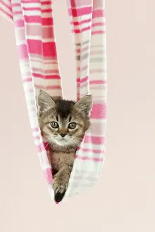 Stripey: CAT - Tiffanie kitten sitting in pink stripey blanket