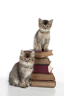 Books: CAT - Tiffanie kitten sitting on stack of books