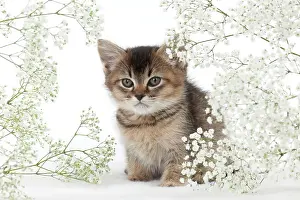 Gypsophilia: CAT - Tiffanie kitten sitting surronded by gypsophilia