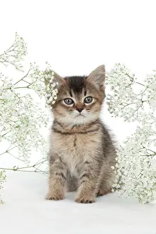 Gypsophilia: CAT - Tiffanie kitten sitting surronded by gypsophilia
