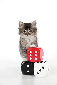 Dice: CAT - Tiffanie kitten standing on stack of dice (6 weeks)