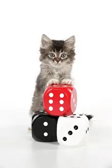 Dice: CAT - Tiffanie kitten standing on stack of dice (6 weeks)