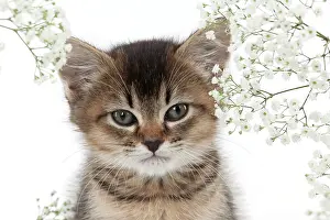 Gypsophilia: CAT - Tiffanie kitten surronded by gypsophilia