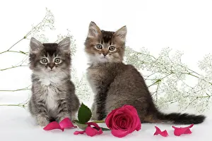 Gypsophilia: CAT - Tiffanie kittens sitting with pink rose surrounded