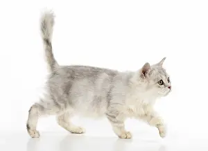 Mackerel: CAT. Tiffanie, Lilac Silver