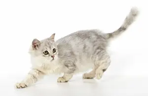 Tiffanie: CAT. Tiffanie, Lilac Silver