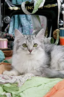 Sewing: CAT. Tiffanie with sewing machine