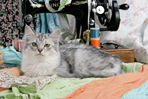 Sewing: CAT. Tiffanie with sewing machine