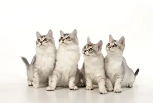Tiffanie: CAT. Tiffanie silver cats in a studio