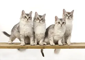 Tiffanie: CAT. Tiffanie silver cats in a studio