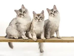 Tiffanie: CAT. Tiffanie silver cats in a studio